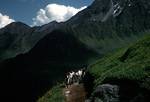 Goats, N Regensburger Path, Austria