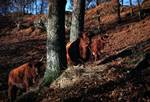 Highland Cattle, Trossachs, Stirlingshire, Scotland