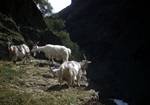 Three Goats, Ovstebo - Steine, Norway