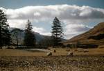 Glen Orchy - Grazing Sheep, Bridge of Orchy, Argyll and Bute, Scotland