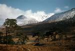 Pine Trees, Bridge of Orchy, Argyll and Bute, Scotland