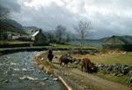 River - Cows - Loch Long, Loch Duich, Lochaber, Scotland