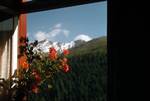 From My Bedroom Window, Geraniums, Avers - Cresta, Switzerland