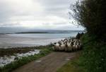 Sheep Near Jetty, Eigg, Scotland