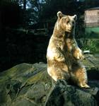Zoo - Bear, Edinburgh, Scotland
