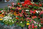 Town Centre, Flowers, Trondheim, Norway