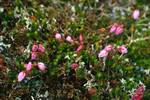 Little Pink Flowers, Dovrefjell, Norway