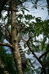Ringtail on Tree, Barenty, Madagascar