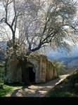 Hermit's Cell, Blossom Tree, Cazorla, Spain