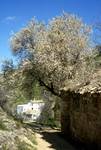 Blossom, Cell & Mill House, Cazorla, Spain