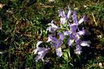 Wild Iris, Cazorla National Park, Spain
