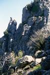Rocky Peak & Goats, La Iruela, Spain