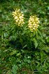 Yellow Pedicularis Folcosa, Hochsthorn, Switzerland