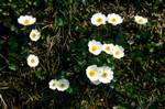 White Ranunculus Potentillas, Engstligen Alp, Switzerland