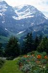Orange Poppies & Mountains, Hornli Alpine Garden, Switzerland