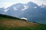 Schwandfelspitze, Crocuses & Mountains, Adelboden, Switzerland