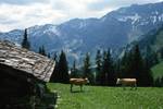 Chalet, Cows, Scharmtanne, Switzerland