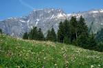 Flowery Meadow, Adelboden Valley, Switzerland