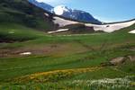 Flowery Meadow, Ridge to Regensboldhorn, Hahnenmoos Pass, Switzerland