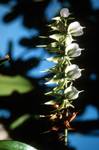 White Orchid, Ile St Marie, Madagascar