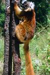 Female Macaca Lemur in Tree, Nosy Komba, Madagascar