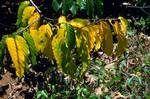 Ambasipoky - Yellow Leaves of Ylang Ylang, Nosy Be, Madagascar