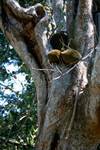 Ambasipoky - Durian on Tree, Nosy Be, Madagascar