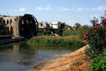 Water Wheel, Oleander & River, Hama, Syria