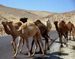 Camels on Road, Kings' Highway, Jordan