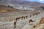 Camels Below Road, Kings' Highway, Jordan