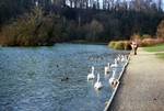 Lake - Sally & Swans, Arundel, England