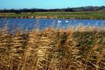 Lake, Swans & Reeds, Pett Level, England