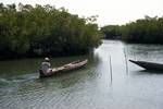 Near Banjul, Gambia, Canoe in Mangroves