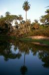 Banjul - Abuko Nature Reserve, Gambia, Pool (Birds)