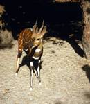 Banjul - Abuko Nature Reserve, Gambia, Antelope