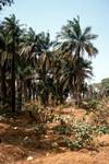 Senegal, Palms & Gourds