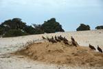 Casomance, Senegal, Vultures on Sand Dunes