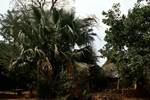 Garden Centre, Senegal, Rhincorn Palm