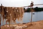Basse, Gambia, Fishing Nets on R Gambia