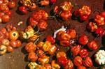 Senegal, From Book - Gambian Chillies