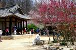 Corner of Temple & Blossom, Korean Folk Village, Korea