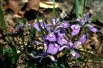 Wild Purple Irises, Sognisan National Park, Korea