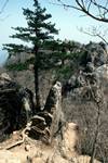 Rocky Ridge & Pine, Sognisan National Park, Korea