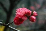 Deep Pink Blossom, Sognisan National Park, Korea
