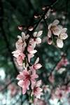 Pale Pink Blossom, Sognisan National Park, Korea