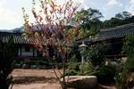 Temple Courtyard & Blossom, Tongdosa Temple, Korea