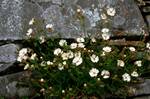 The Priory - Close-up of Flowers (White Bladderwort), Oronsay, Scotland