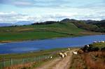 Loch Fada - Sheep on Road, Colonsay, Scotland