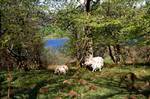 Loch Fada - Sheep in Wood by Roadside, Colonsay, Scotland