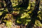 Coille Mor - Mossy Ground, Colonsay, Scotland